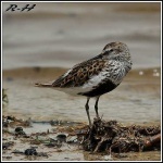 image of red_backed_sandpiper