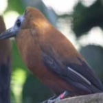 image of bird