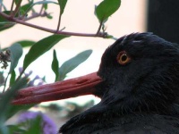 image of oystercatcher