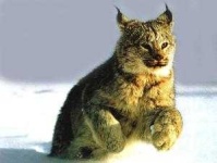 image of animal