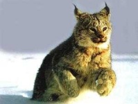 image of wild_cat #18