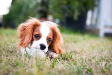 image of blenheim_spaniel