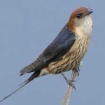 image of bird