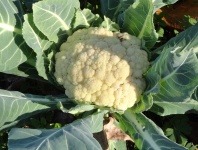 image of cauliflower #20