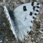 image of animal