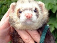 image of polecat