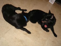 image of schipperke