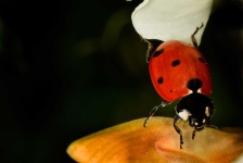 image of animal