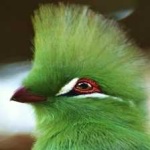 image of bird