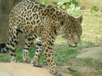 image of jaguar_car