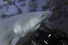 image of great_white_shark #16