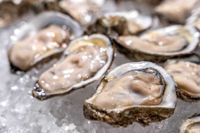 image of oyster #13