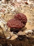 image of gyromitra