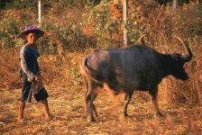 image of water_buffalo