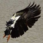 image of bird