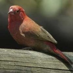 image of african_firefinch #13