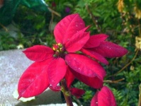 image of poinsettia #14