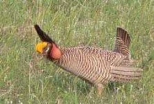 image of prairie_chicken
