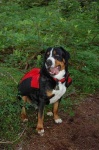 image of bernese_mountain_dog #28