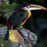 image of bird