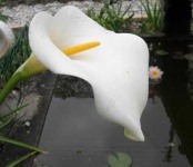 image of giant_white_arum_lily #8