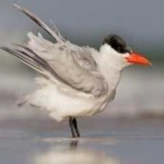 image of bird