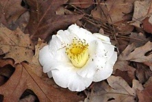 image of flower