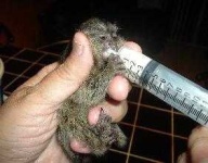 image of marmoset