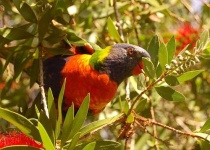 image of lorikeet