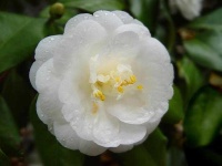 image of flower