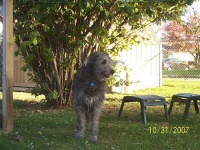 image of irish_wolfhound