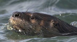 image of otter