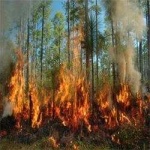 image of wildfire