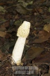 image of stinkhorn