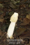 image of stinkhorn #11