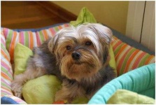 image of yorkshire_terrier