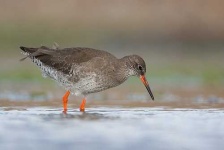 image of redshank
