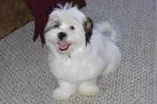 image of havanese
