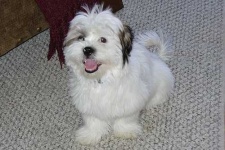 havanese