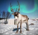image of reindeer #9