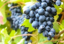 image of grapes