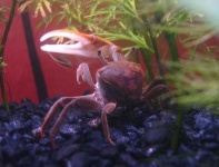 image of fiddler_crab #34