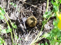 image of dung_beetle