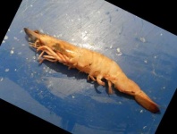 image of fish