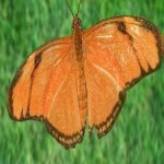 image of animal