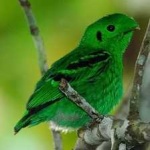 image of bird
