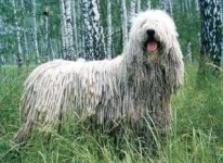 image of komondor