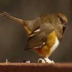 image of bird