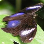 image of animal