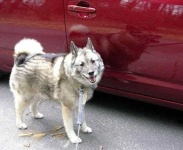 image of norwegian_elkhound #8